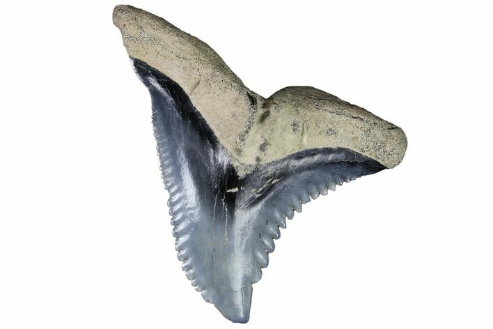 Serrated, Fossil Shark (Hemipristis) Tooth #178573